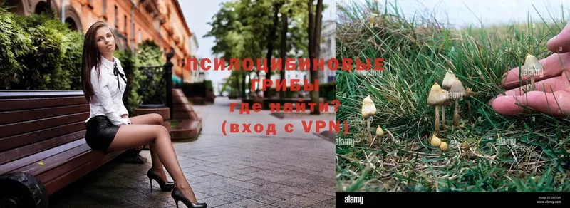 Псилоцибиновые грибы Psilocybe  mega вход  Далматово  купить наркоту 